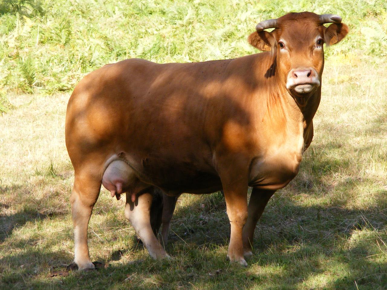 Vache suitée de ses deux femelles