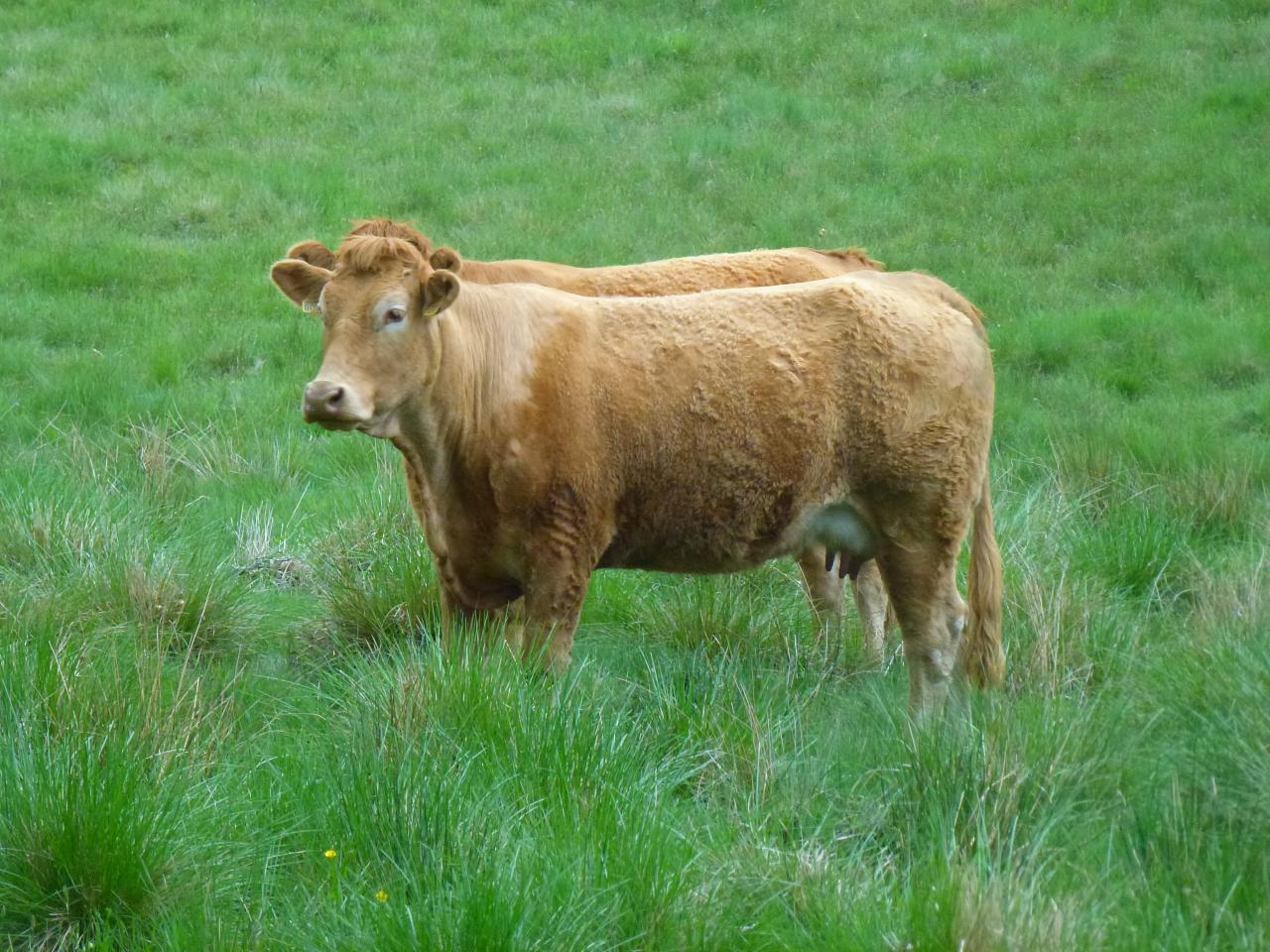 Vaches à la mise à l'herbe